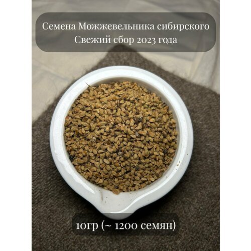 Семена Можжевельника сибирского, 10 грамм (примерно 1200 семян)