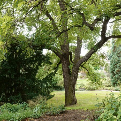 Черный орех (лат. Juglans nigra) семена 10шт + подарочек